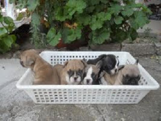 PoulaTo: pug